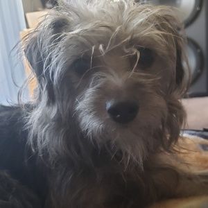 Meet your Posher, Bella